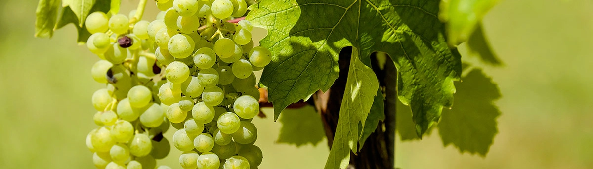 Numero Verde per Produttori di Olio e Vino: Una Strategia di Crescita e Immagine